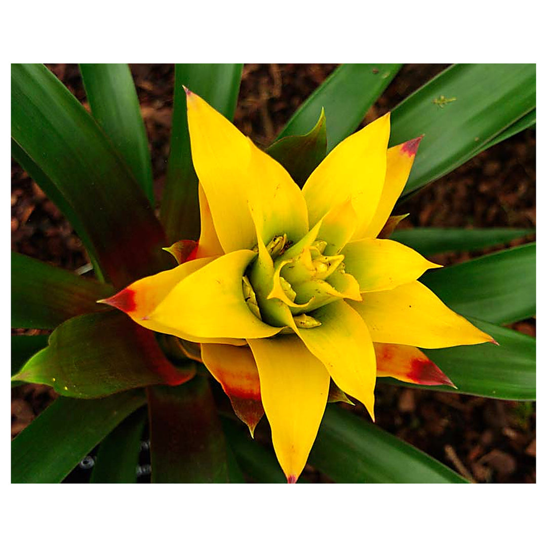 Yellow Bromeliad Tillandsia Bulbosa Plant Seeds for Planting – Heirloom, Non-GMO, High Germination Tropical Air Pla | Neera Seeds product photo [neera-v4-d33b979a3713633fc373]
