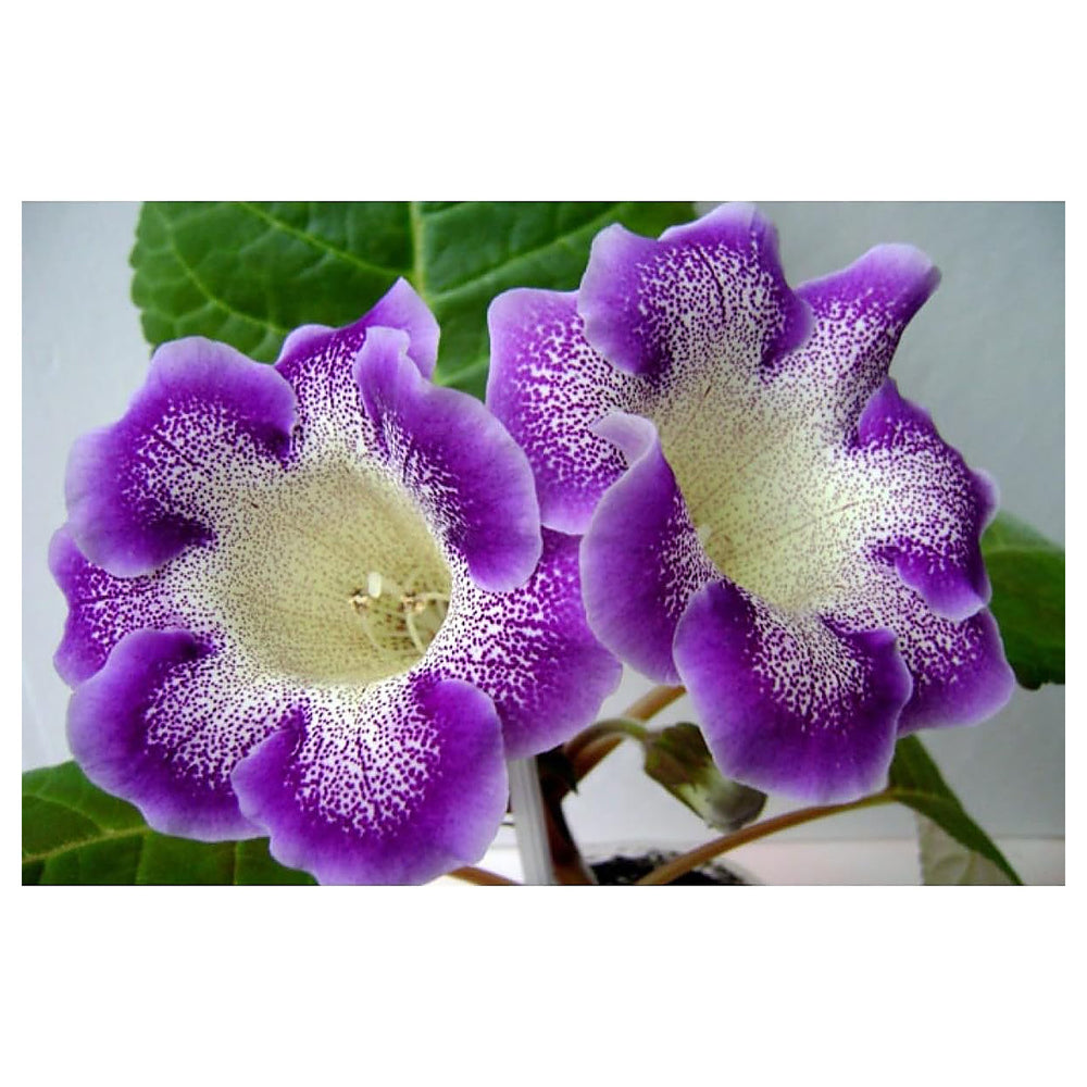 Heirloom Non-GMO Blue Cream Gloxinia Flower Seeds – High Germination Velvety Bicolor Blooms for Planting | Neera Seeds product photo [neera-v4-d345f43f5e03f3f13d96]