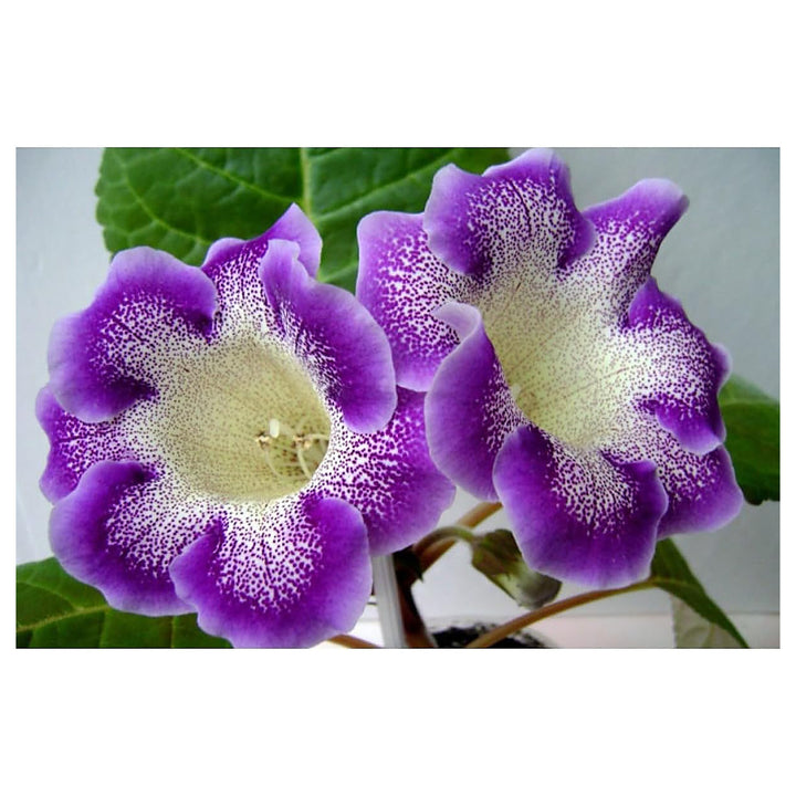 Heirloom Non-GMO Blue Cream Gloxinia Flower Seeds – High Germination Velvety Bicolor Blooms for Planting | Neera Seeds product photo [neera-v4-d345f43f5e03f3f13d96]