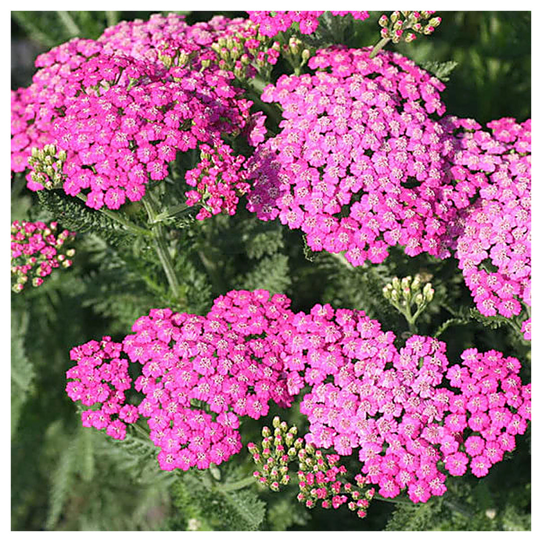 Heirloom Pink Yarrow Flower Seeds for Planting – Non-GMO, Vibrant Color Blooms | Neera Seeds product photo [neera-v4-d34a760c74dfb136fa9a]