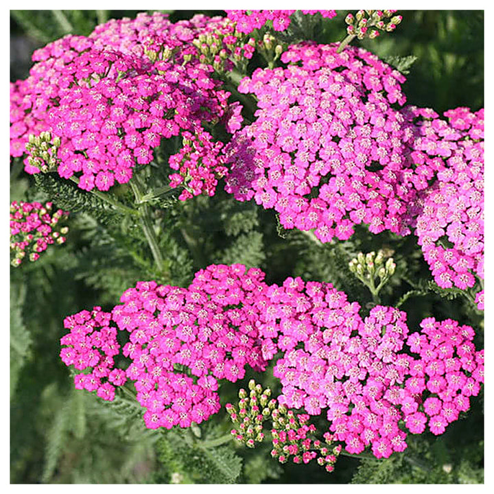 Heirloom Pink Yarrow Flower Seeds for Planting – Non-GMO, Vibrant Color Blooms | Neera Seeds product photo [neera-v4-d34a760c74dfb136fa9a]
