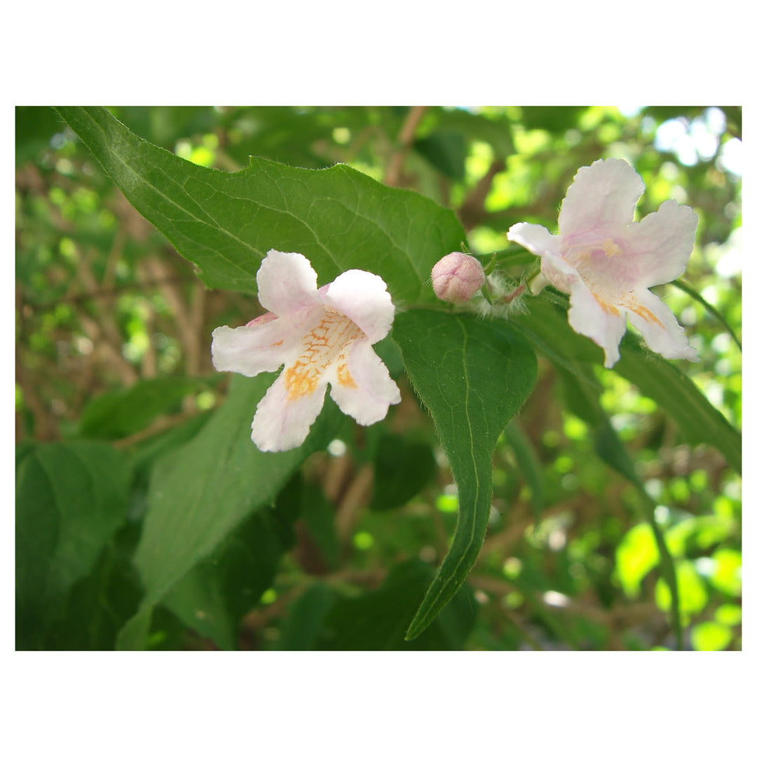 Organic Heirloom Non-GMO White Kolkwitzia Seeds for Planting – Fragrant Shrub Blooms | Neera Seeds product photo [neera-v4-d3536d45e7f6528a6c89]