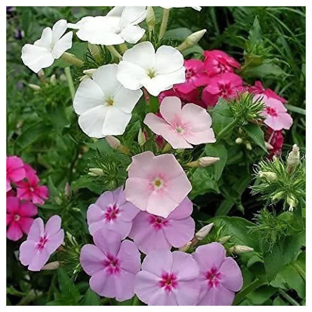 Mountain Phlox Flower Phlox Paniculata For Planting In Flower Bed Flower Seeds for Home Garden | Neera Seeds product photo [neera-v4-d355490cf40f4cc4ba13]