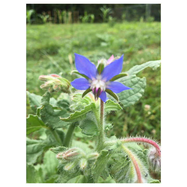 Borage Seeds for Planting – Organic, Heirloom, Non-GMO Herb &amp; Edible Flower Seeds for Pollinator and Culinary Garde | Neera Seeds product photo [neera-v4-d3590822d8c3ac77cbe4]