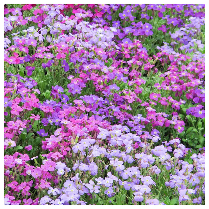 Heirloom Non-GMO Aubrieta Flower Seeds – Pink Mixed Blooms, High Germination Organic Seeds for Planting | Neera Seeds product photo [neera-v4-d359db4e5f6dc64239fc]