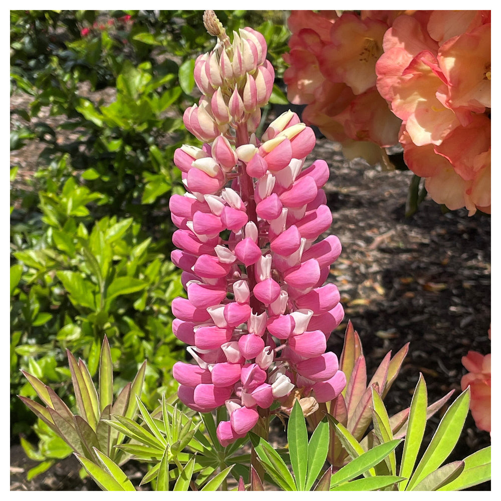 Heirloom Non-GMO Pink Lupine Popsicle Flower Seeds – Tall Spiky Blooms for Garden Planting | Neera Seeds product photo [neera-v4-d35bdd63d6fae612abdb]
