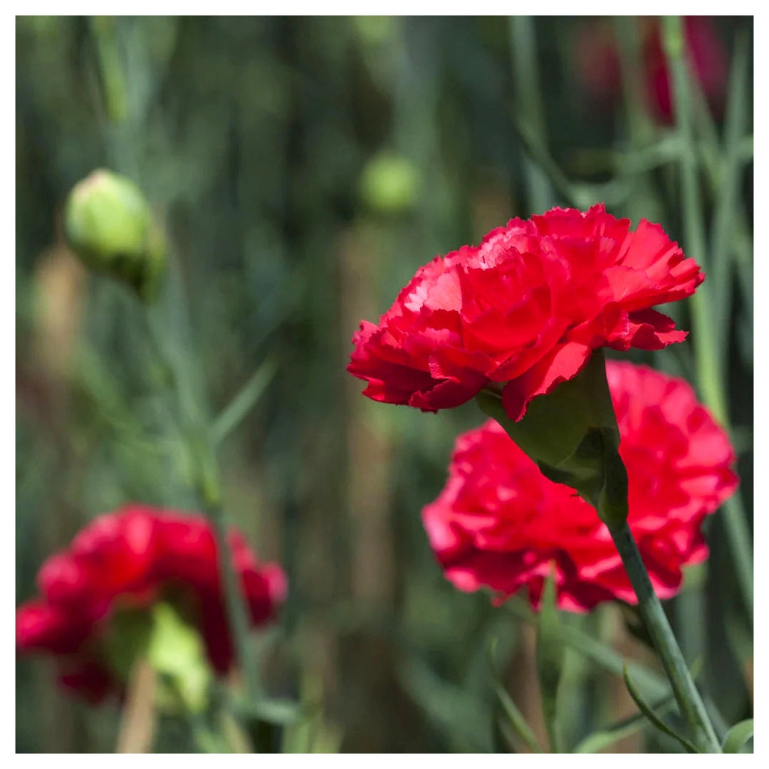 Heirloom Non-GMO Carnation Dianthus Flower Seeds for Planting – Fragrant Colorful Garden Blooms | Neera Seeds product photo [neera-v4-d364ccdd427552a9870a]