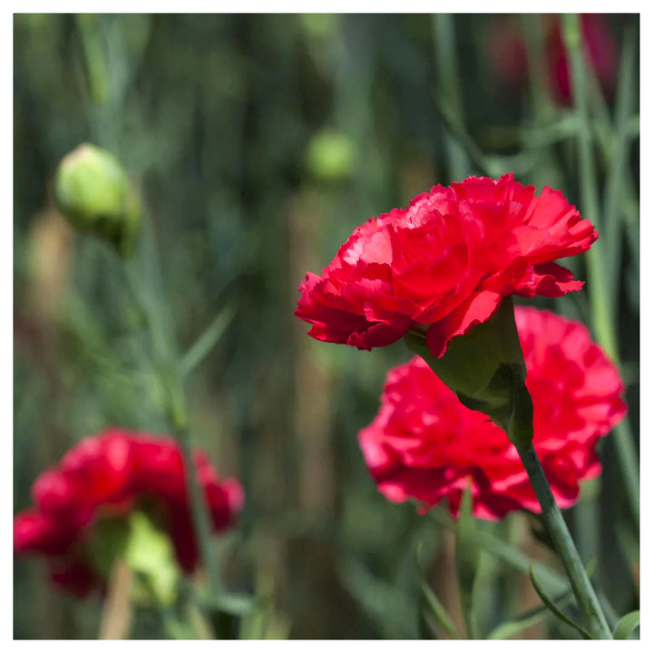 Heirloom Non-GMO Carnation Dianthus Flower Seeds for Planting – Fragrant Colorful Garden Blooms | Neera Seeds product photo [neera-v4-d364ccdd427552a9870a]