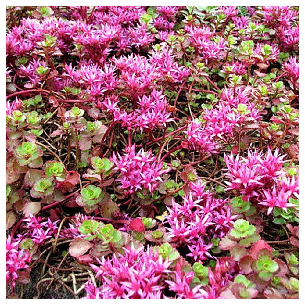 Pink Sedum Spurium Plant Seeds for Planting – NON GMO Seeds | Neera Seeds product photo [neera-v4-d36d73cfa7b55e368b61]