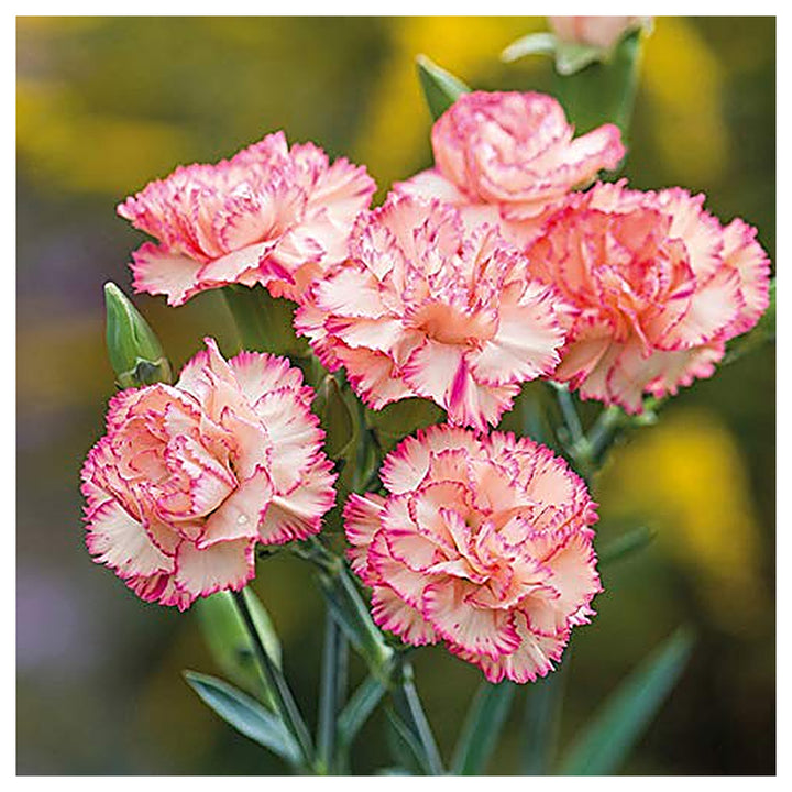Heirloom Non-GMO Pink White Carnation Flower Seeds with Charming Color | Neera Seeds product photo [neera-v4-d370720a40ac5537e8bc]