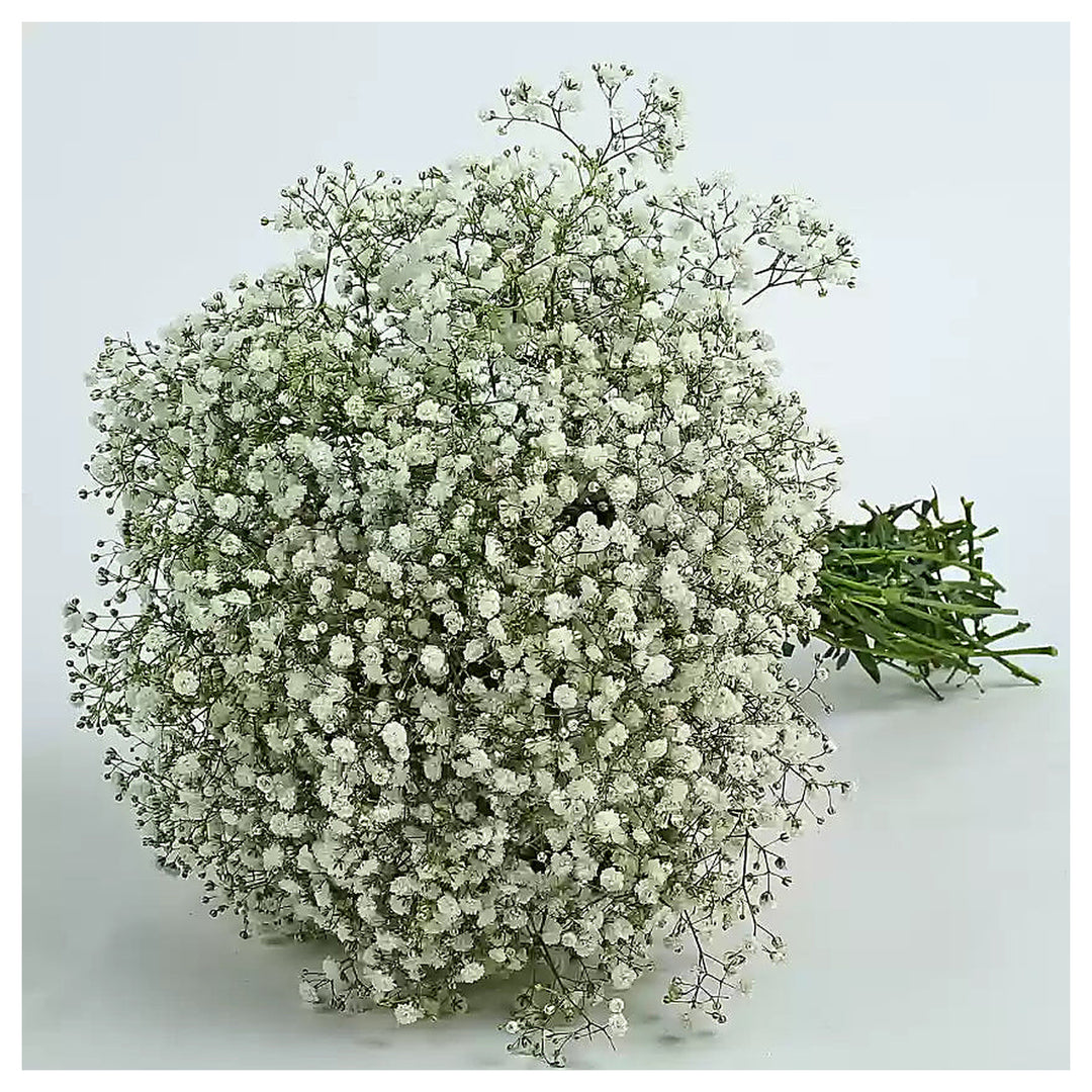 Peach Gypsophila Flower Seeds for Planting | Heirloom Non-GMO High Germination Organic Garden Seeds | Neera Seeds product photo [neera-v4-d373c48da202c85627e5]