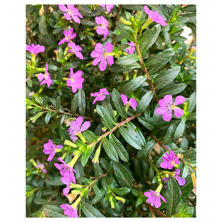 Mexican Heather (Cuphea Hyssopifolia) Flower Seeds for Planting – Heirloom Non-GMO Organic Garden Seeds with High G | Neera Seeds product photo [neera-v4-d3835b3939e9b6f35429]