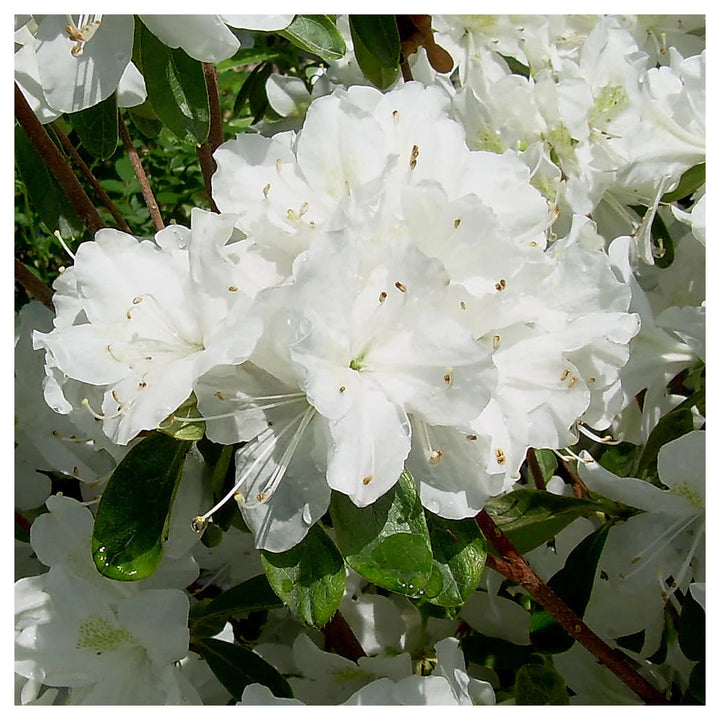 Organic Heirloom Rhododendron Plant Seeds – Non-GMO Ornamental Shrub Seeds for Planting | Neera Seeds product photo [neera-v4-d390fcddd4399ceb80a3]