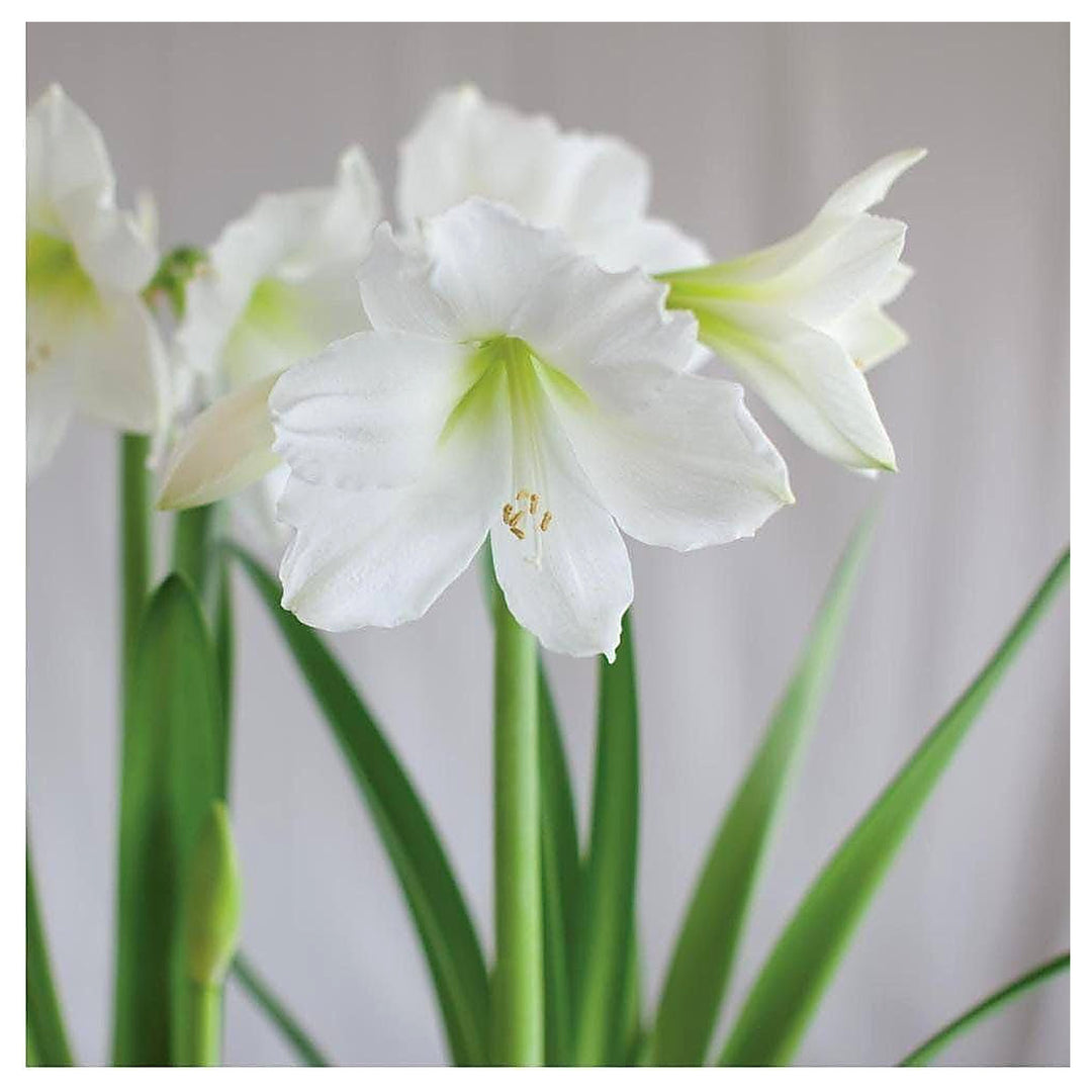 White Sunrise Amaryllis Bulb Flower Seeds Home Garden Planting, Decorative Organic Blooming | Neera Seeds product photo [neera-v4-d3911a6d7e861ad940fb]