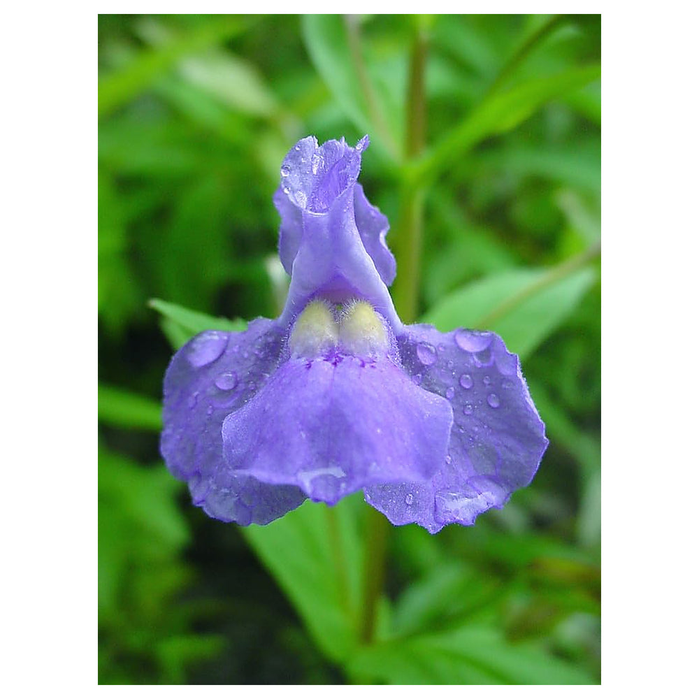 Heirloom Non-GMO Mimulus Ringens Flower Seeds for Planting – High Germination Organic Garden Seeds, Hardy Wetland P | Neera Seeds product photo [neera-v4-d396c8292c4bd160e6fa]