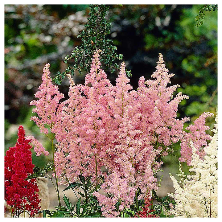 Baby Pink Astilbe Flower Seeds for Planting – Heirloom, Non-GMO, High Germination Beautiful Garden Blooms | Neera Seeds product photo [neera-v4-d398f9ee7068bfe8b915]