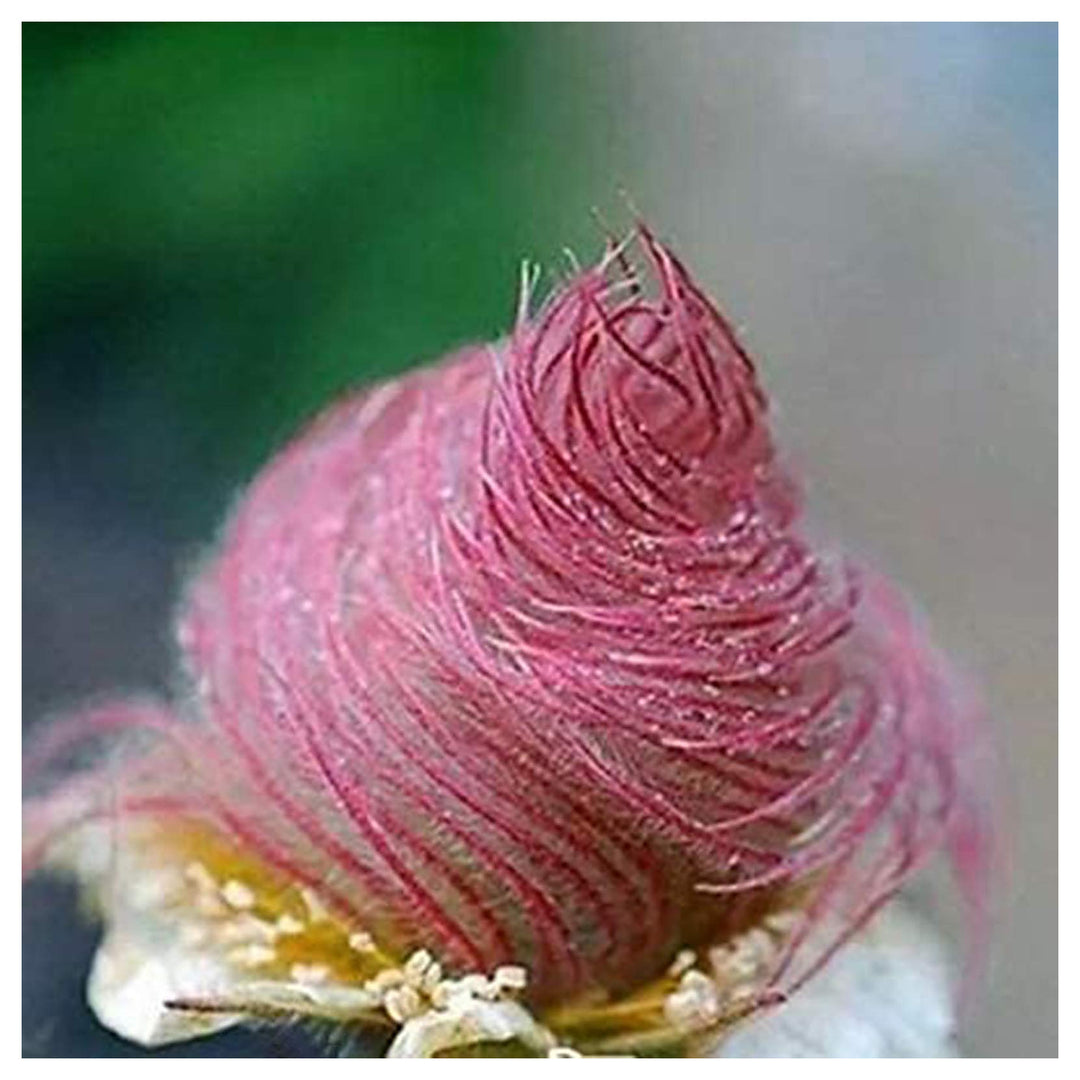 Heirloom Non-GMO Smoke Flower Seeds for Garden Planting – Unique Ornamental Blooms Variety | Neera Seeds product photo [neera-v4-d3a61179913db4d45134]