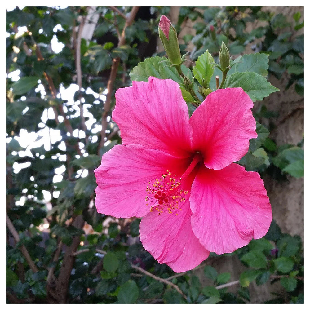Heirloom Non-GMO Pink Hibiscus Rosa-Sinensis Flower Seeds for Planting – Exotic Tropical Garden Blooms | Neera Seeds product photo [neera-v4-d3b344d10728a1f39a8f]