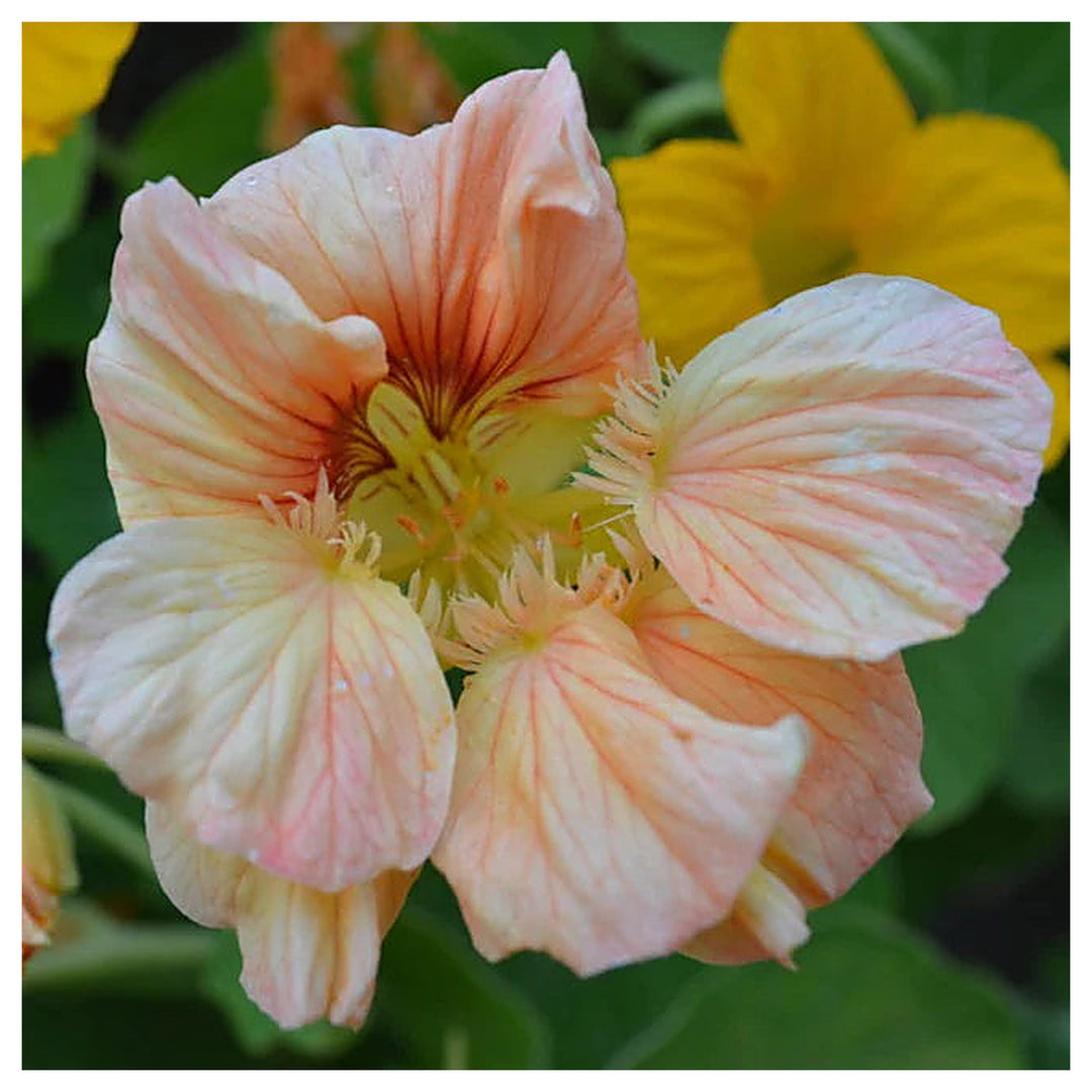 Heirloom Peach Tropaeolum Majus Flower Seeds for Planting | Non-GMO Organic Garden Seeds | Vibrant Blooms, High Ger | Neera Seeds product photo [neera-v4-d3b39590b6f1fe10f142]