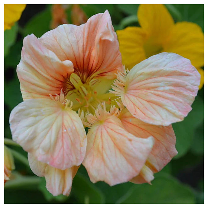 Heirloom Peach Tropaeolum Majus Flower Seeds for Planting | Non-GMO Organic Garden Seeds | Vibrant Blooms, High Ger | Neera Seeds product photo [neera-v4-d3b39590b6f1fe10f142]