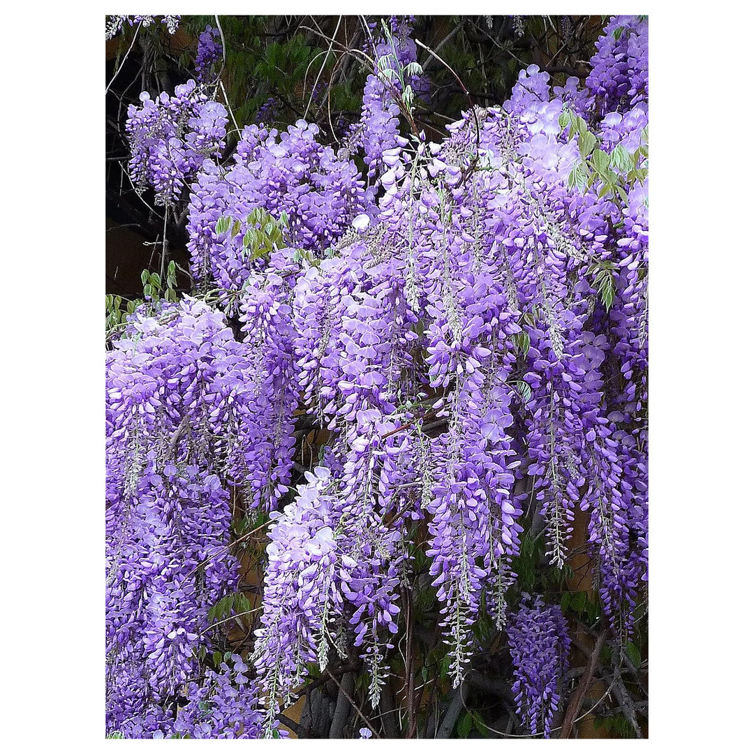 Heirloom Non-GMO White Blue Wisteria Flower Seeds for Planting | High Germination Organic Garden Seeds | Neera Seeds product photo [neera-v4-d3c717c0c683290a5726]
