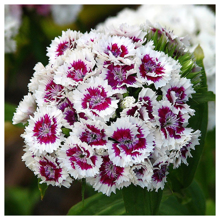 Heirloom Non-GMO White Violet Dianthus Flower Seeds for Dual-Tone Garden Displays and Fragrant Planting | Neera Seeds product photo [neera-v4-d3ce7341d53b4fab6db9]