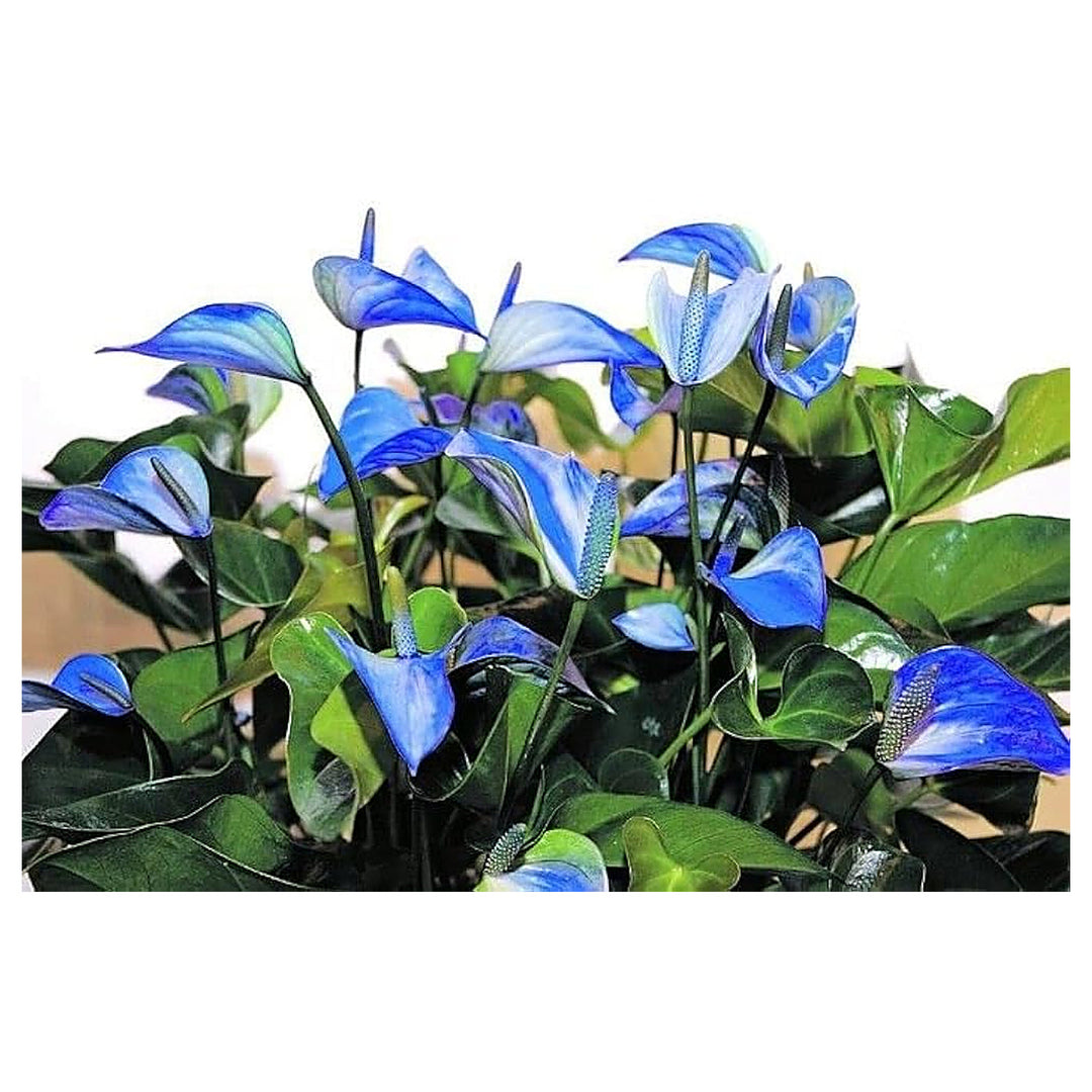 Blue Anthurium Andraeanum Flower Seeds – Heirloom, Non-GMO Tropical Seeds for Planting | Neera Seeds product photo [neera-v4-d3d1ac6ea4af94a172eb]