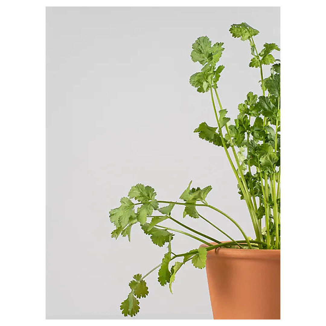 Cilantro (Coriandrum sativum) Seeds for Planting – Heirloom, Non-GMO, High Germination Organic Garden Seeds for Cul | Neera Seeds product photo [neera-v4-d3d6efaa5e3fd6d849d5]