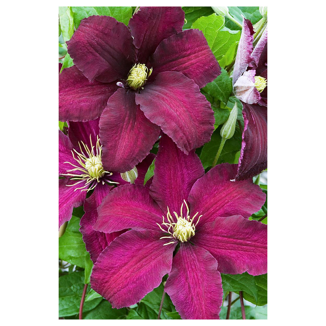 Heirloom Non-GMO Brown Clematis Flower Seeds for Planting – Climbing Vine Garden Seeds | Neera Seeds product photo [neera-v4-d3d95807ccfe212b18e2]