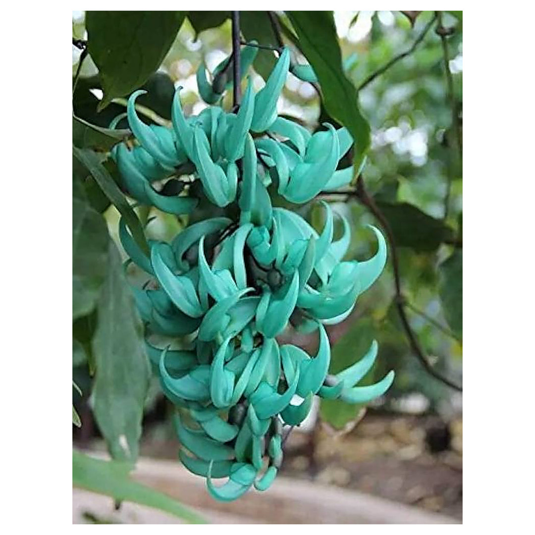 Heirloom Non-GMO Sky Blue Strongylodon Macrobotrys Flower Seeds for Planting – Exotic Organic Garden Seeds, High Ge | Neera Seeds product photo [neera-v4-d3d9d852d40c82e8049d]