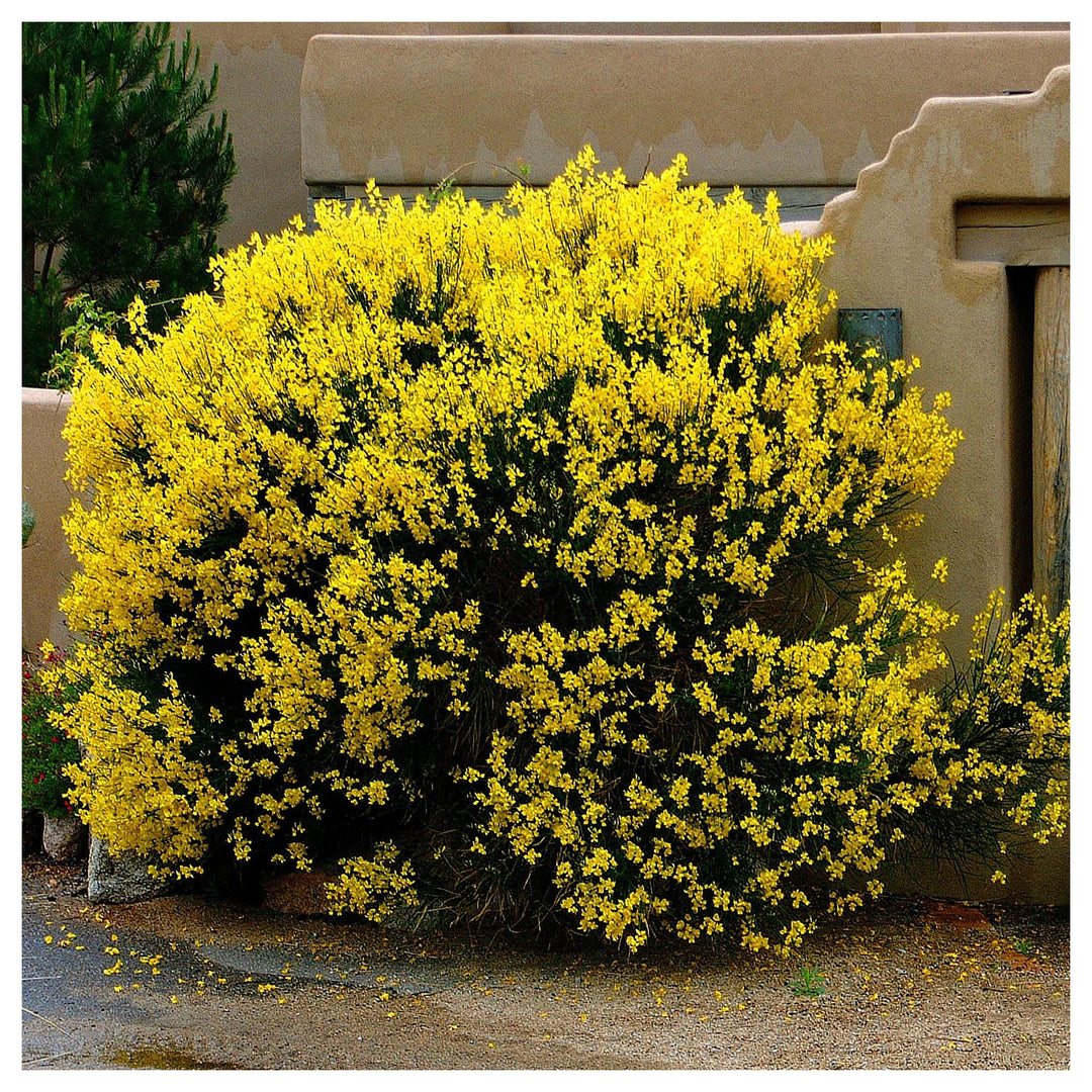 Heirloom Non-GMO Spartium junceum Flower Seeds – Spanish Broom Shrub Seeds for Drought-Tolerant Landscapes | Neera Seeds product photo [neera-v4-d3df08e0c1805228810d]