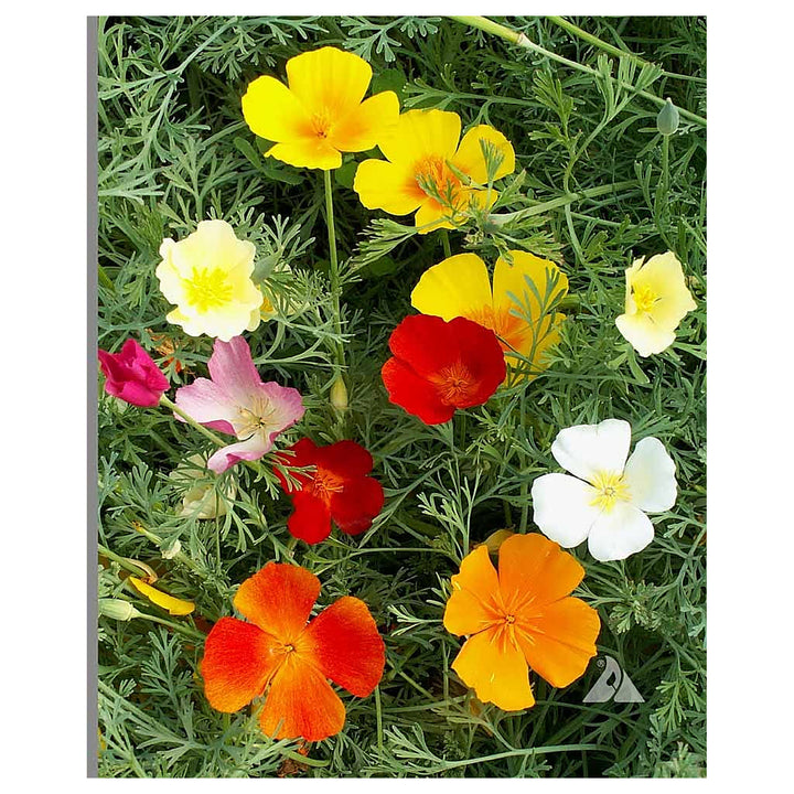 Multi-Colored Eschscholtzia Flower Seeds – Heirloom Non-GMO Vibrant Organic Garden Seeds for Planting, High Germina | Neera Seeds product photo [neera-v4-d3fbdb7490ab6a3770eb]