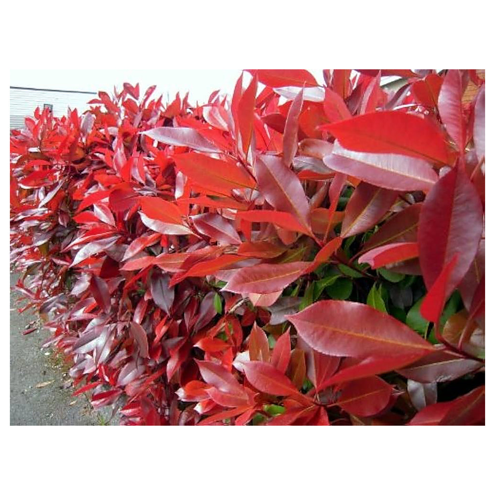Heirloom Photinia Fraseri Red Tip Flowering Shrub Seeds – Non-GMO Ornamental Seeds for Planting, High Germination | Neera Seeds product photo [neera-v4-d3fd4cd173bfcde1ffd6]