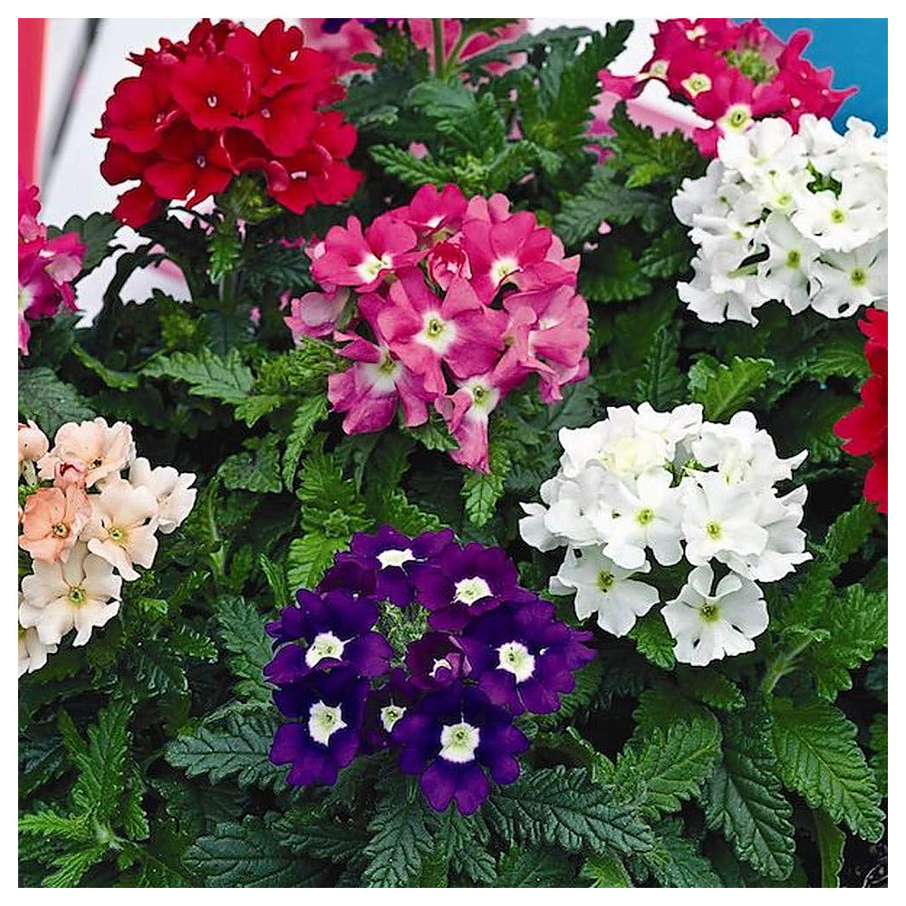 Heirloom Verbena Plant Seeds, Non-GMO Colorful Blooms for Pollinator-Friendly Garden Planting | Neera Seeds product photo [neera-v4-d4001dea67f22a75fe6f]