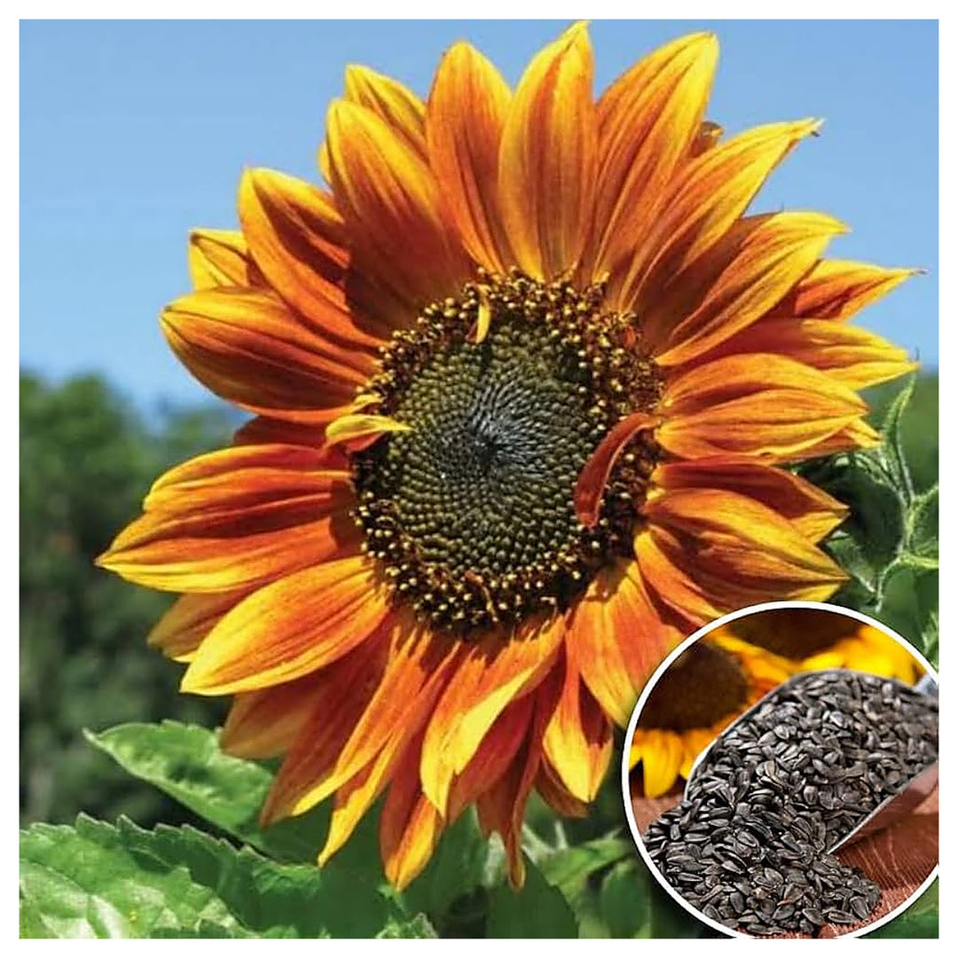 Autumn Beauty Sunflower Helianthus Annuus Planting Flower Seeds Home Garden Planting, | Neera Seeds product photo [neera-v4-d4130296272418465a86]