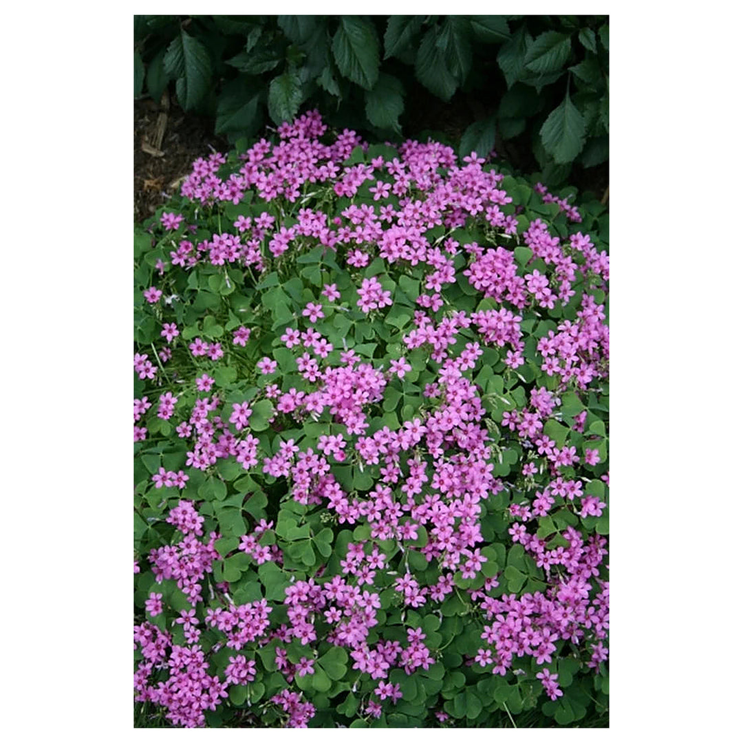 Oxalis Spring Flower Seeds for Planting – Heirloom, Non-GMO Organic Garden Seeds with Bright Seasonal Blooms | Neera Seeds product photo [neera-v4-d4143a5bb00fac7d0b6d]