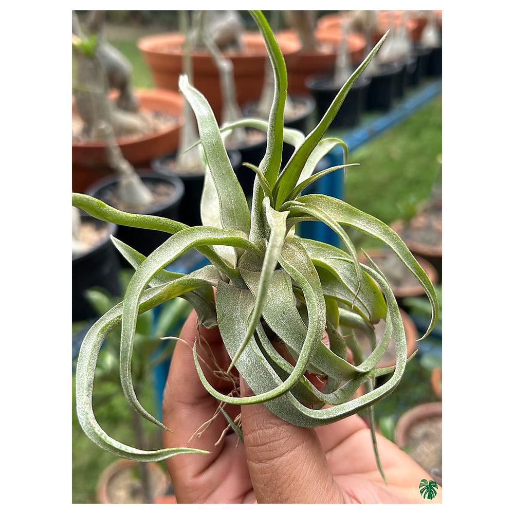 Heirloom Non-GMO Green Tillandsia Streptophylla Seeds – High Germination Organic Garden Seeds for Planting Air Plan | Neera Seeds product photo [neera-v4-d4148624131123c8117c]