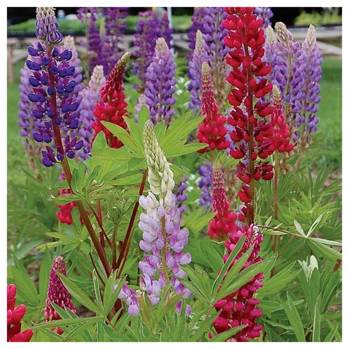 Rainbow Lupine Flower Home Garden Planting Flower Seeds Home Garden Planting, Landscape | Neera Seeds product photo [neera-v4-d42898db30d6a2d6ccd3]