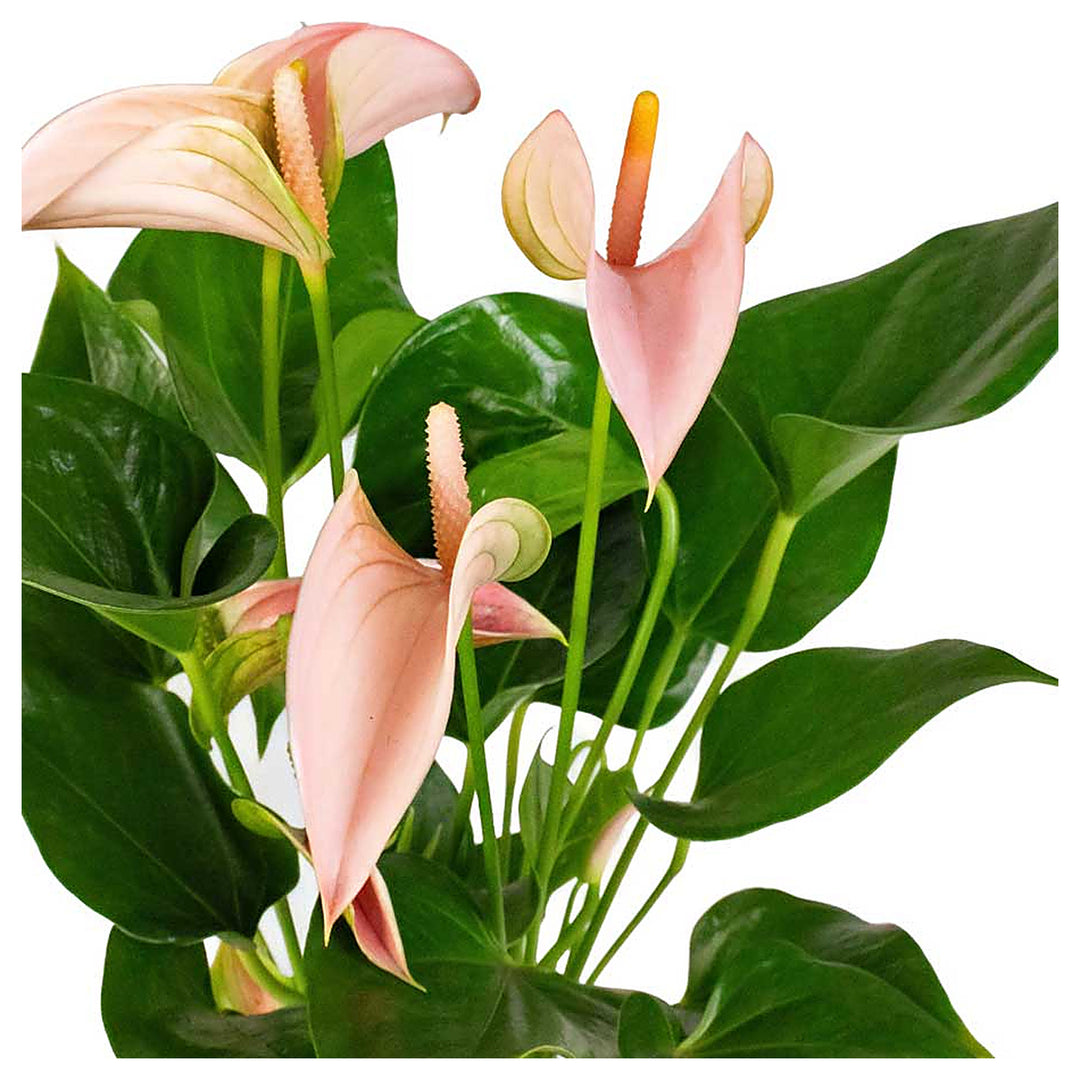 Peach Anthurium Flower Seeds for Planting – Heirloom, Non-GMO, High Germination Tropical Garden Seeds | Neera Seeds product photo [neera-v4-d4336f90a83cb82364b3]
