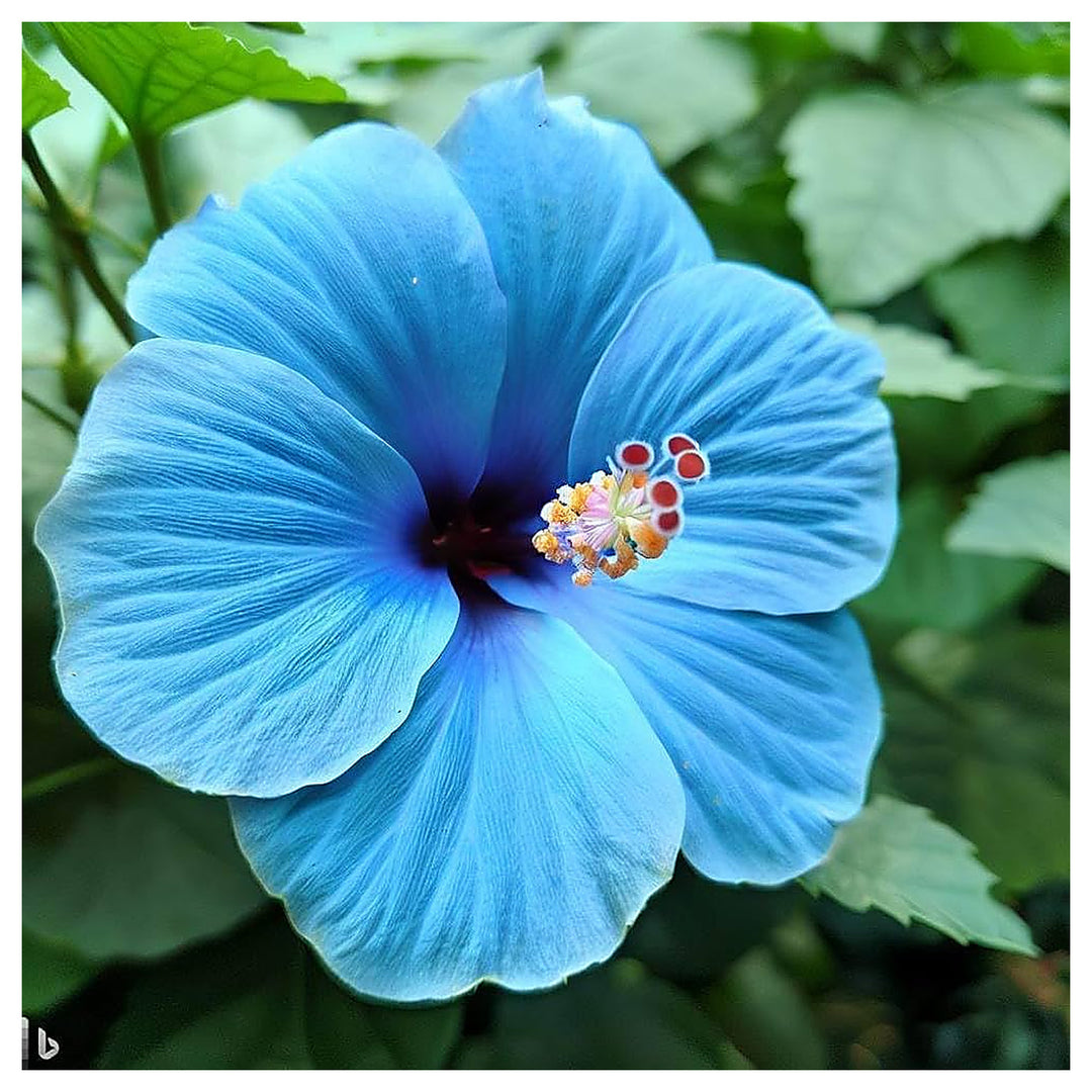 Heirloom Hibiscus Bonsai Flower Seeds for Planting – Unique Garden Bloom &amp; Miniature Ornamental Tree | Neera Seeds product photo [neera-v4-d434c04c105b3962b3d7]