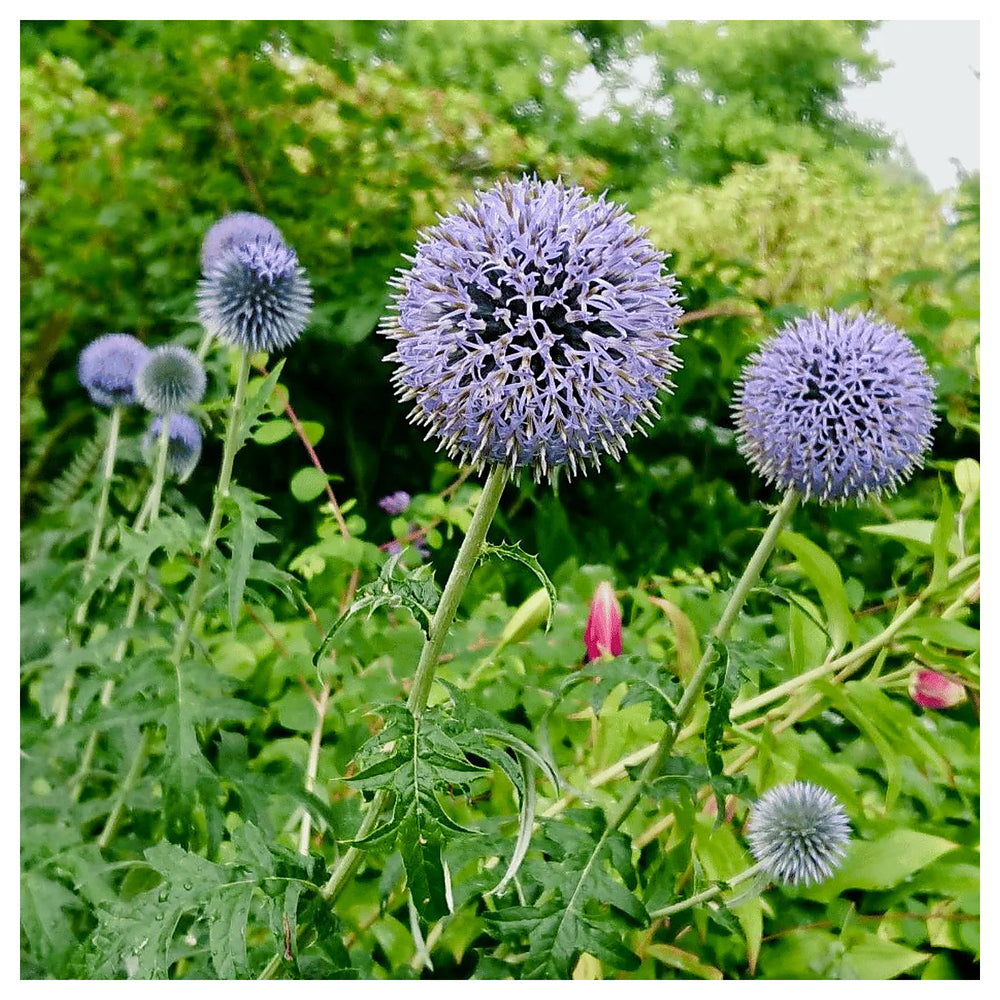 Echinops Ritro Flower Seeds – Heirloom, Non-GMO, Globe Thistle Blooms for Drought-Resistant Garden Planting | Neera Seeds product photo [neera-v4-d43c00868f20aaaa057c]