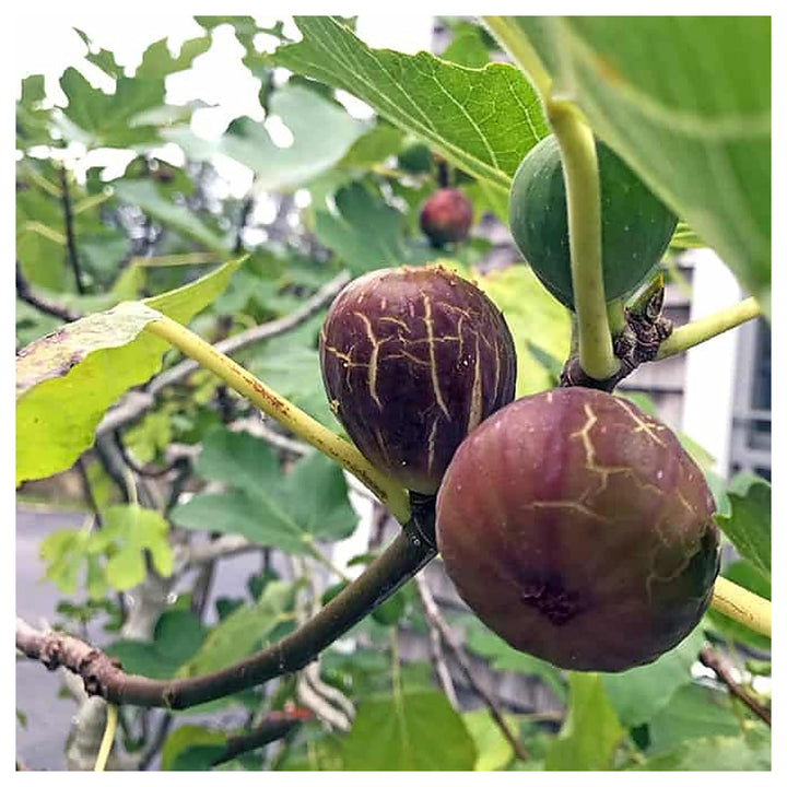 Brown Turkey Fig Seeds for Planting – Heirloom, Non-GMO, High Germination Organic Garden Seeds for Sweet Figs | Neera Seeds product photo [neera-v4-d4426c8473ef8e5660dd]