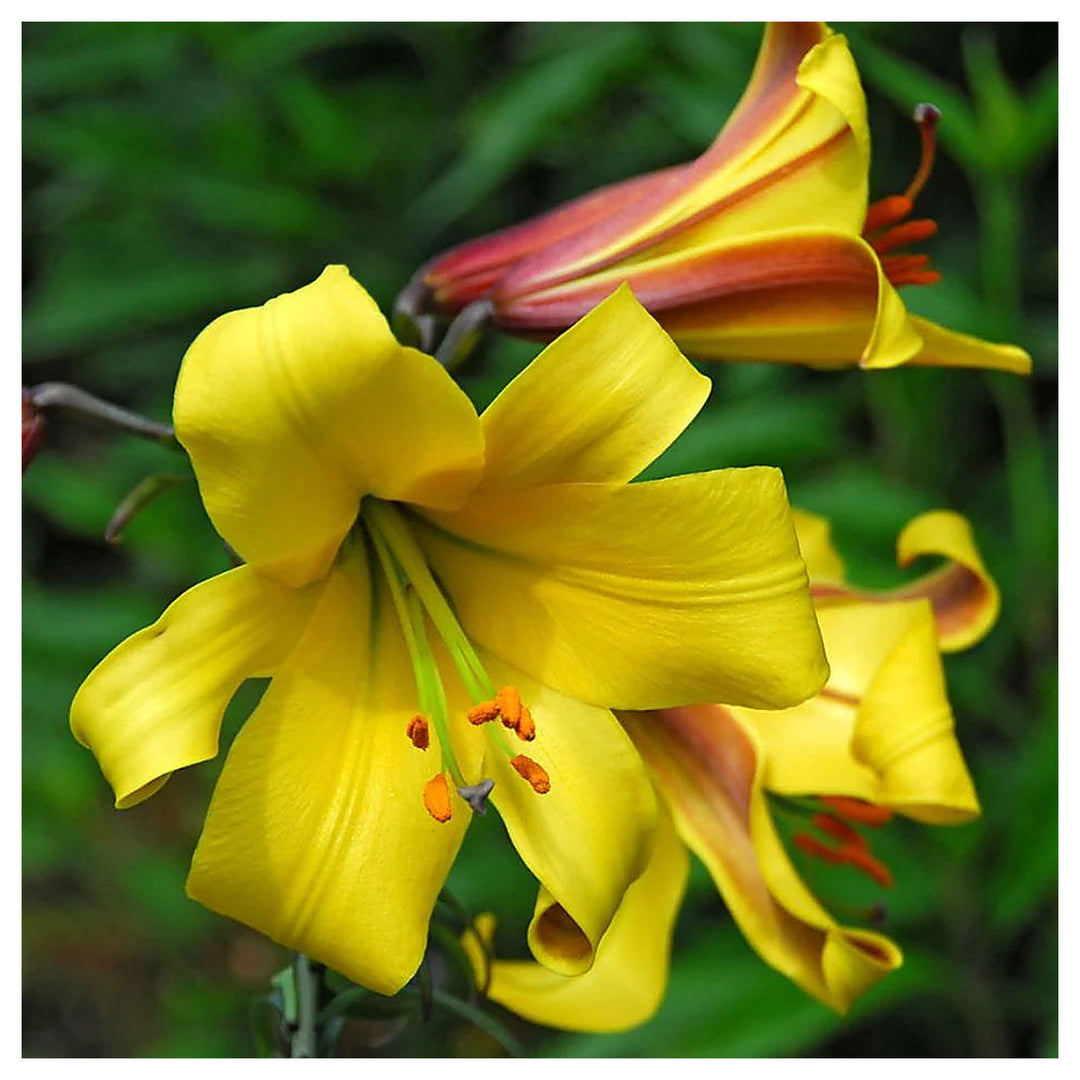 Heirloom Hippeastrum Flower Seeds for Planting 100 pcs – Non-GMO, High Germination Organic Garden Seeds | Neera Seeds product photo [neera-v4-d44b143108cb28bd9b64]