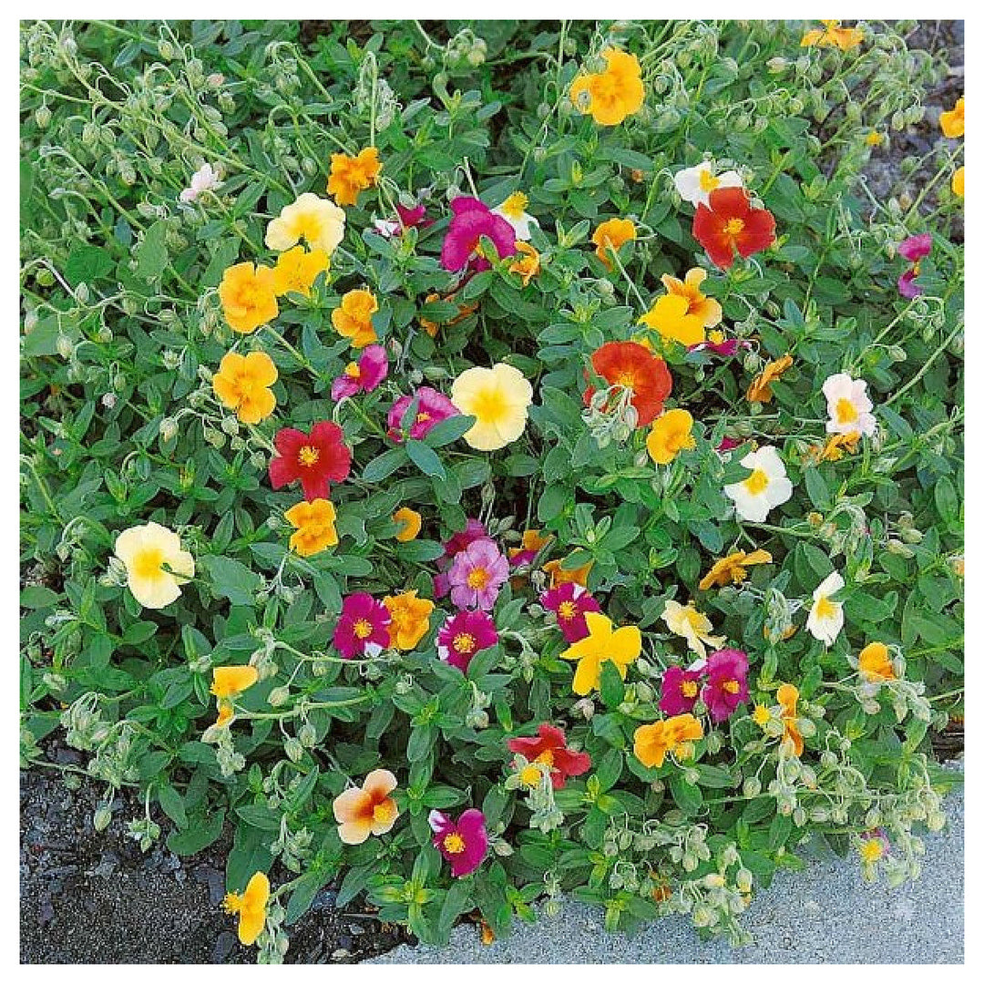 Mixed Helianthemum Rock Rose Plant Seeds for Planting Non-GMO Heirloom Garden Seeds | Neera Seeds product photo [neera-v4-d4508cd857a5b7d9a48d]