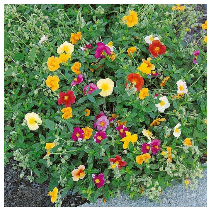 Mixed Helianthemum Rock Rose Plant Seeds for Planting Non-GMO Heirloom Garden Seeds | Neera Seeds product photo [neera-v4-d4508cd857a5b7d9a48d]
