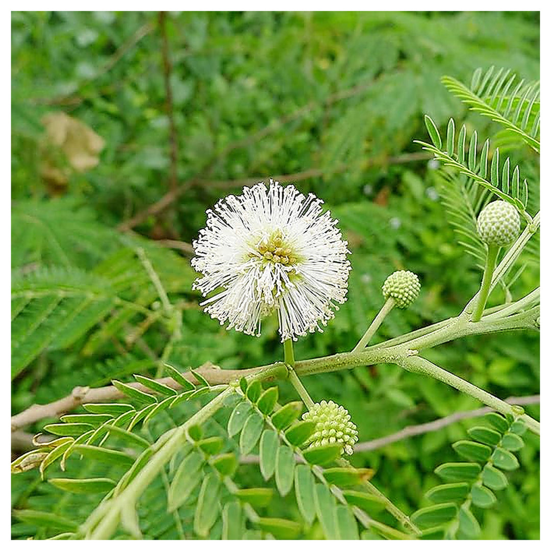 White Tamarind (Leucaena leucocephala) Fruit Seeds – Drought-Tolerant, Edible, Fast-Growing Evergreen Tropical Shru | Neera Seeds product photo [neera-v4-d45791ec9c54edfaeed1]