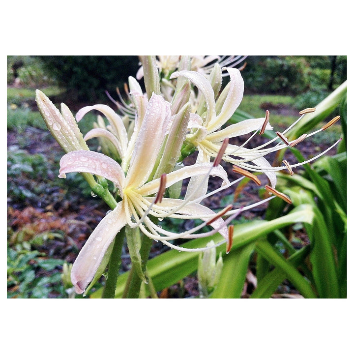 Lycoris Radiata White Seeds – Organic, Heirloom, Non-GMO Flower Seeds for Planting | Neera Seeds product photo [neera-v4-d45e551330e66966b86d]