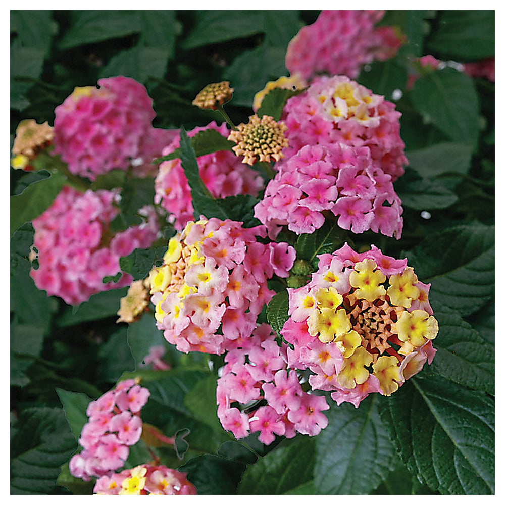 Mixed Rose & Lantana Heirloom Non-GMO Seeds for Planting | Neera Seeds product photo [neera-v4-d4633b12e7f2dff7a680]