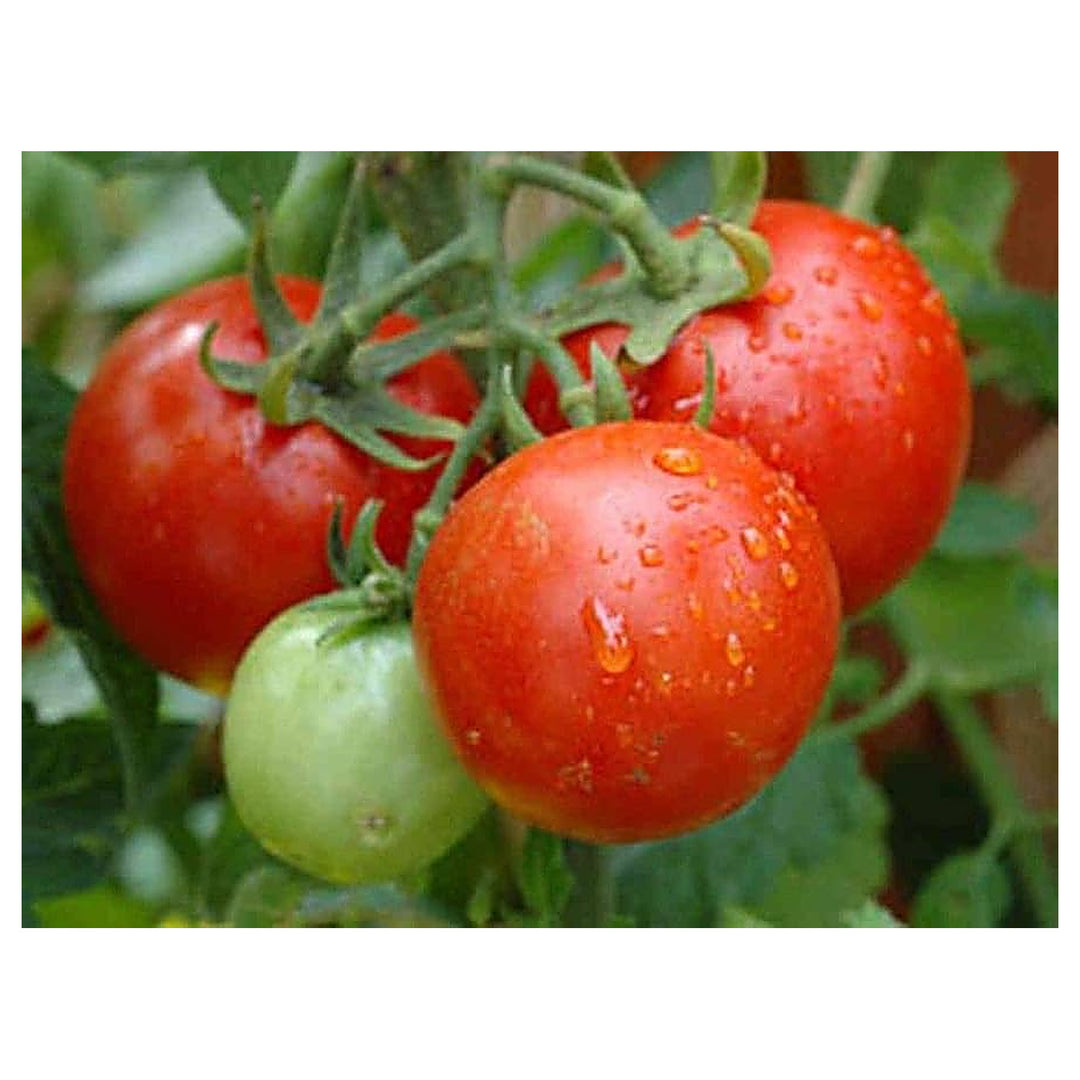 Burpee Celebrity Hybrid Red Tomato Seeds for Planting – Heirloom, Non-GMO, High Germination Vegetable Seeds | Neera Seeds product photo [neera-v4-d4724cf33f7a65a41dad]