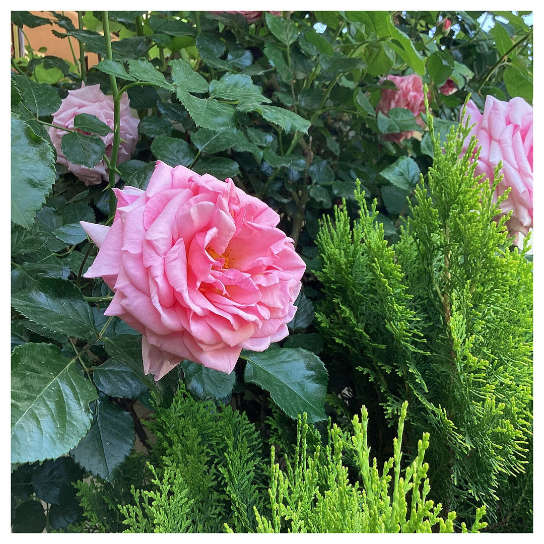 Rosa Damascena Seeds for Planting – Organic, Heirloom, Non-GMO Aromatic Flower Seeds | Neera Seeds product photo [neera-v4-d47dd56869cc3aa60eaf]